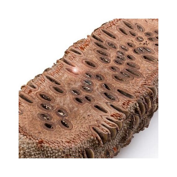 Шишка банксия