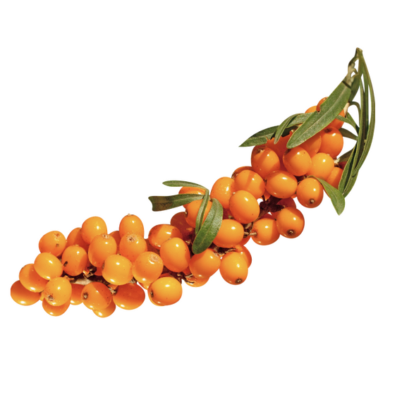 Замороженная облепиха